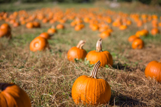 istock Pumpkins on the farm. 1006624670