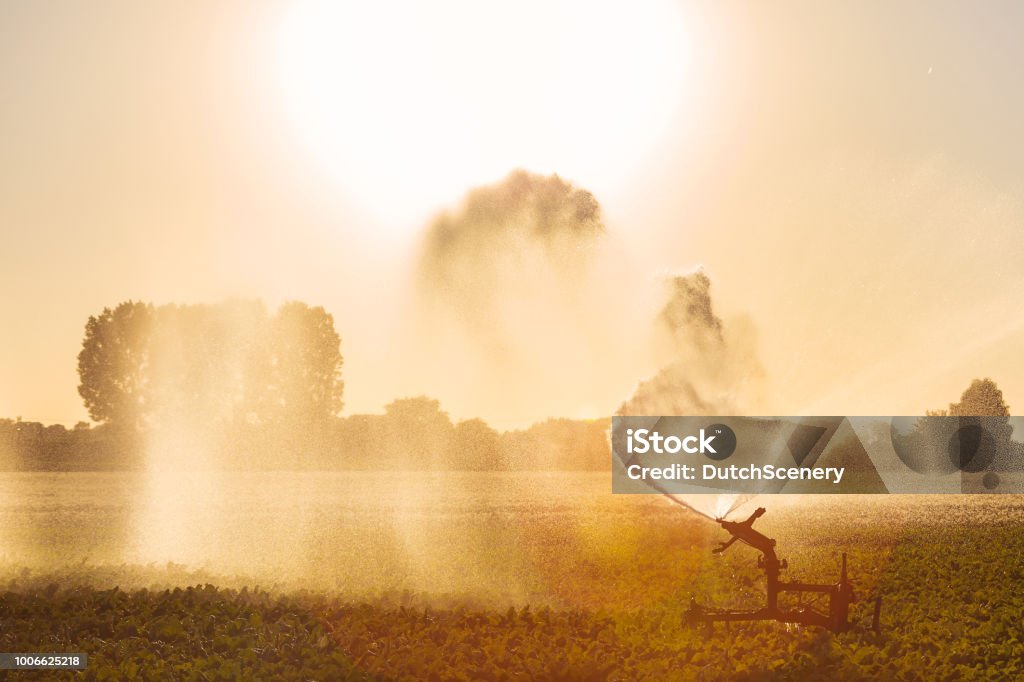 Irrigation sprinkler on farmland Irrigation sprinkler on farmland during severe drought in The Netherlands Drought Stock Photo