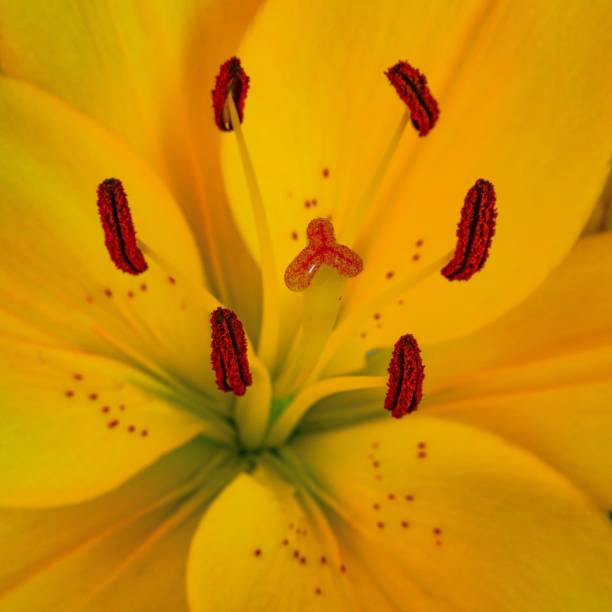 istock Macro square shot of yellow lily 1006627678