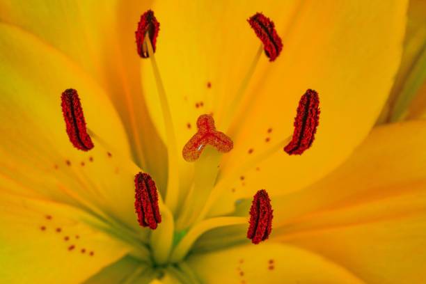 istock Macro shot of yellow lily 1006627736