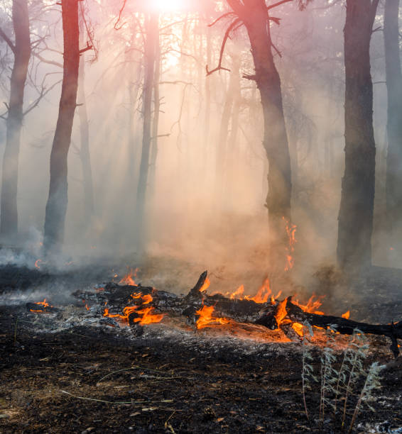 waldbrand. verbrannte bäume nach wildfire, verschmutzung und viel rauch - burned tree stock-fotos und bilder