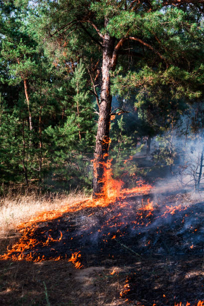 istock Forest fire. Burned trees after wildfire, pollution and a lot of smoke 1006628088