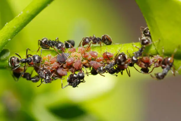 Black ant (Dolichoderus thoracicus) farming aphids (aphis sp.) for honeydew