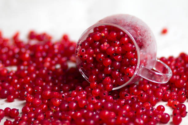 istock lots of fresh red currant berries harvest in transparent tea cup 1006633196