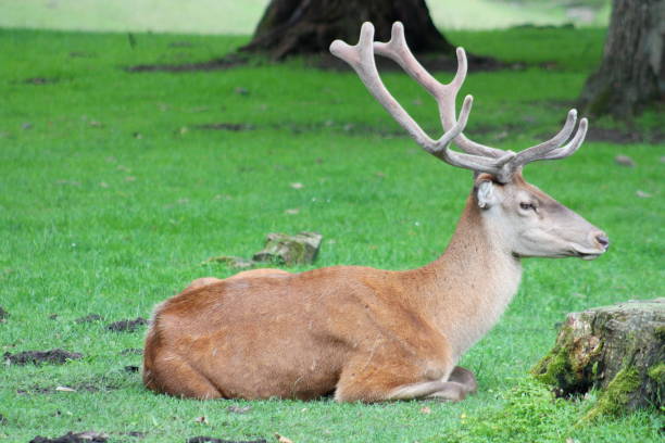 istock Male horned deer resting in the forest 1006638486