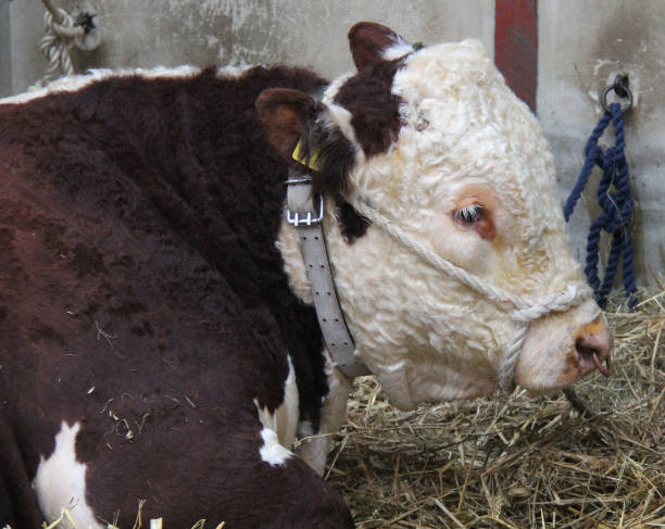 istock Hereford Bull Animal. 1006638770