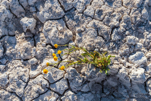 istock Dry cracked earth with plant struggling for life 1006642564