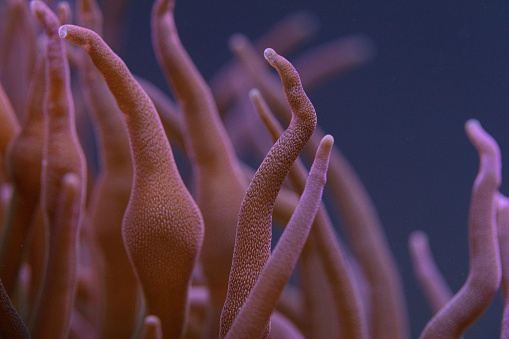 Beautiful anemone in reef tank.