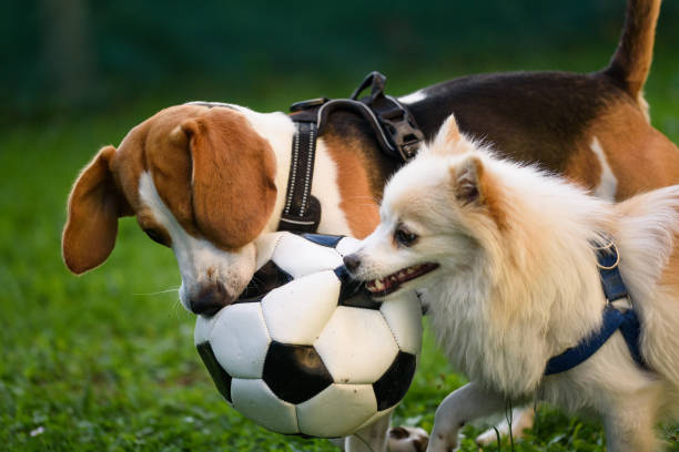 istock Beagle and german spitz klein playing together and running in green park garden outdoors in summer 1006643036