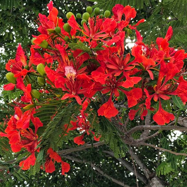 istock Poinciana Tree Flowers 1006647954