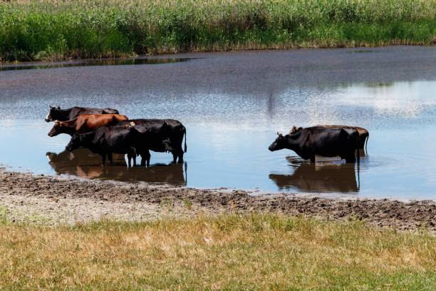 istock Herd of cows at the watering place 1006648122