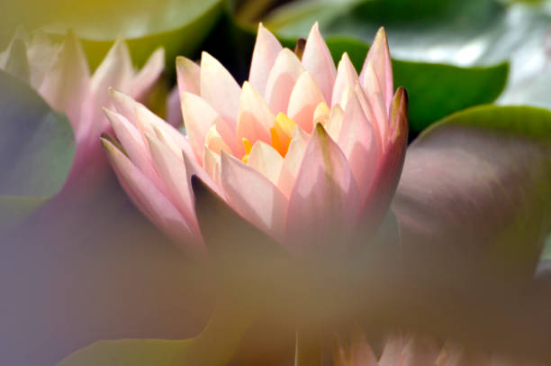 istock Blossom waterlily flowers 1006648992