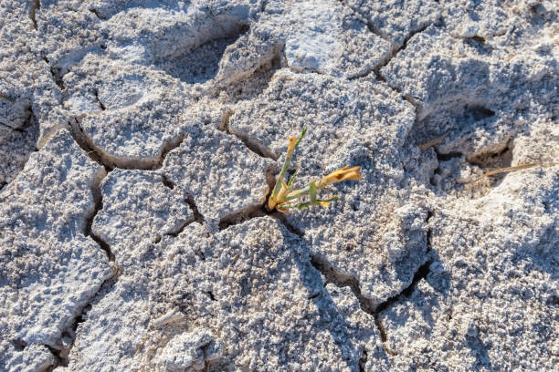 istock Dry cracked earth with plant struggling for life 1006649050