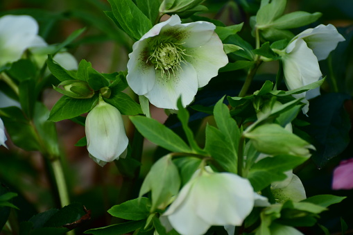 A flower Helleborus Niger in the forest in winter