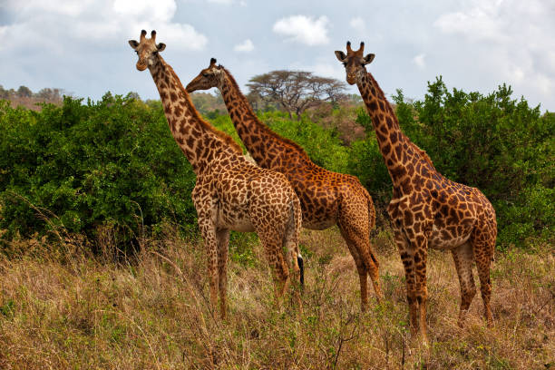 istock Giraffes posing in front of the trees at wild 1006652030