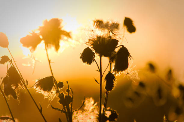 istock Silhouette of flowers 1006653212
