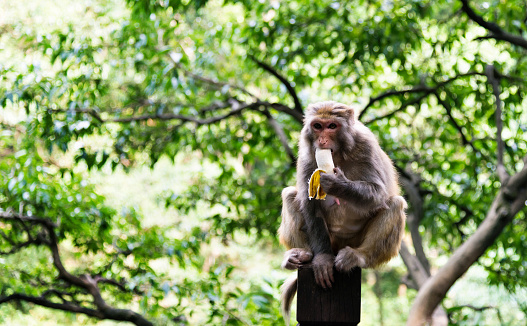 Monkey sitting and eating a banana