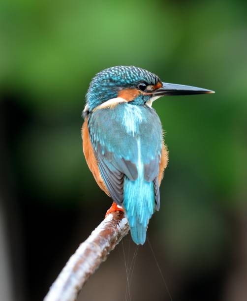 istock male common kingfisher 1006659574