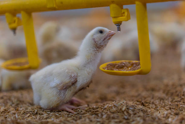 istock Baby chicken at the farm drinking water 1006664944