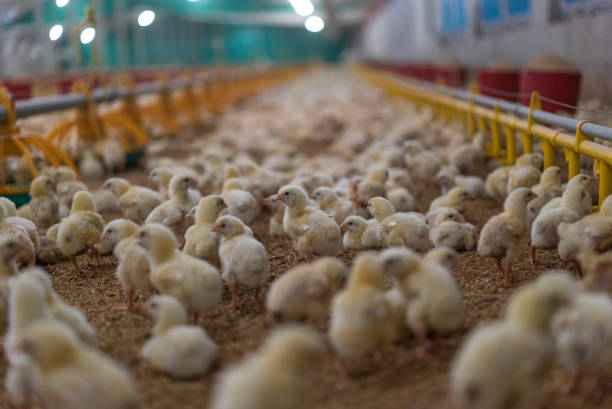 Little chicken feeding at the farm Factory, Built Structure, Canada, Baby Chicken, Young Bird mini wheat cereal stock pictures, royalty-free photos & images