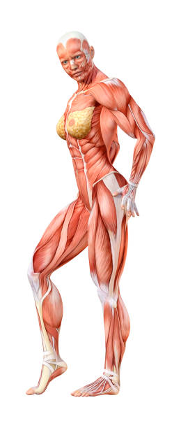 istock 3D illustration female figure with muscle maps on white 1006669414
