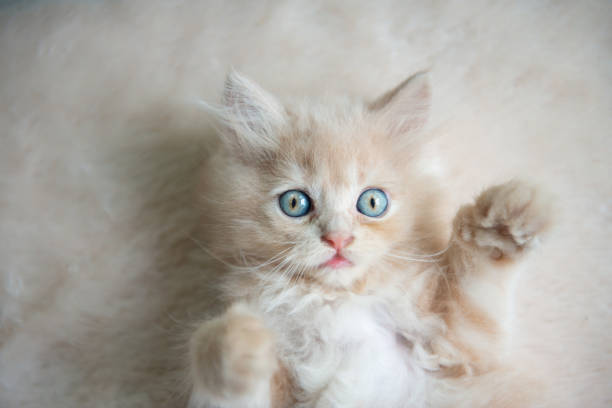 istock Cute little blue eyes cat Lying up on the floor 1006673856