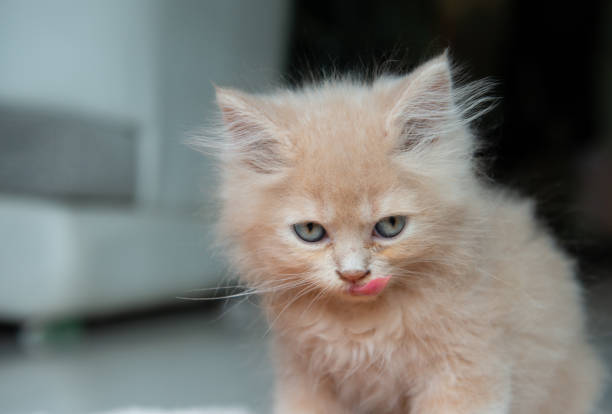 istock Cute cat is licking the mouth 1006674122