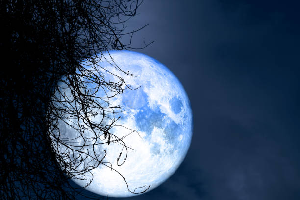 istock full harvest moon back silhouette dry tree in night sky 1006674724