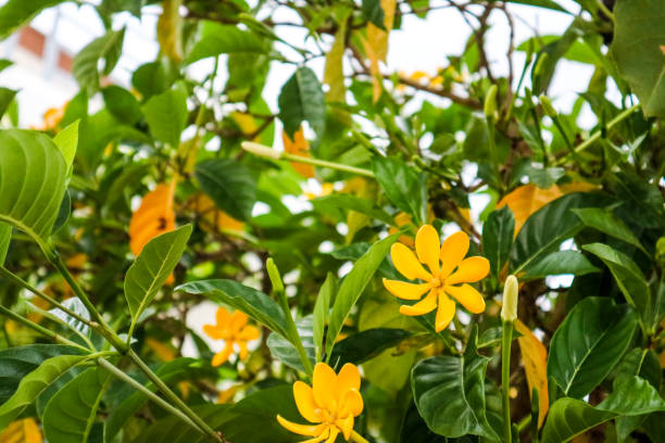 istock Gardenia carinata is a large tropical shrub or small tree, Blooms from spring 1006674938