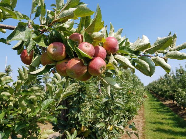 istock Apple plantation in the Old Country 1006678036