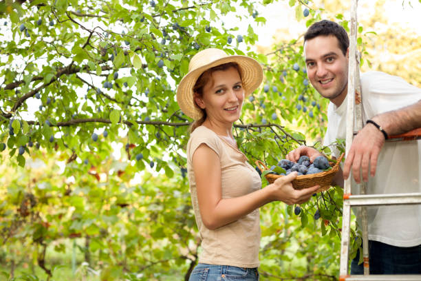 istock Healthy fruits from the tree 1006678926