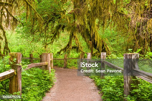 istock Hall of Mosses National Park 1006679276