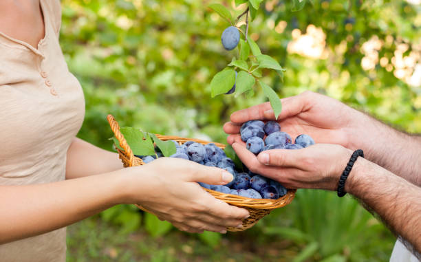 istock Fresh and healthy plums 1006681570