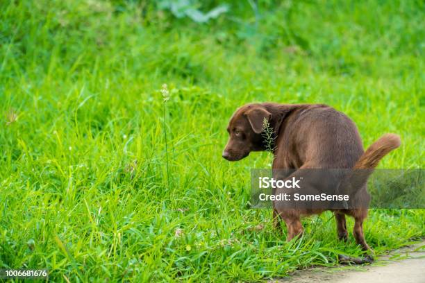 Im Park Ist Der Braune Hund Stuhlgang Stockfoto und mehr Bilder von Hund - Hund, Stuhlgang, Braun