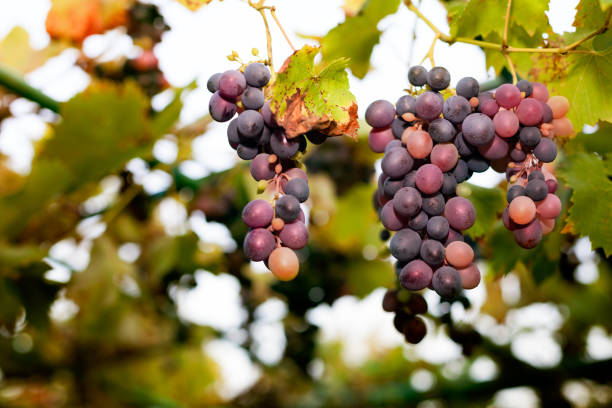 istock Sweet tasty grapes 1006681716