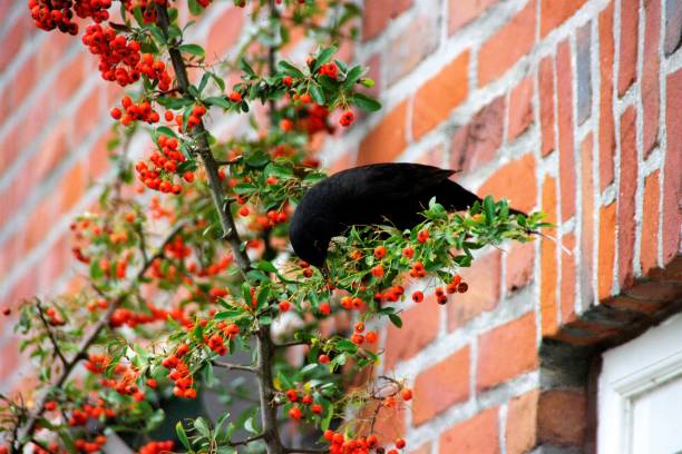 istock Blackbird searching food 1006681794
