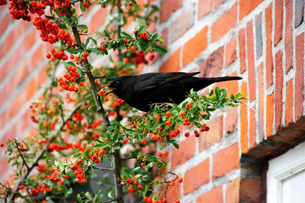 istock Blackbird searching food 1006681796