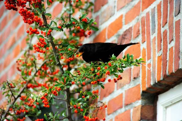 istock Blackbird searching food 1006681802