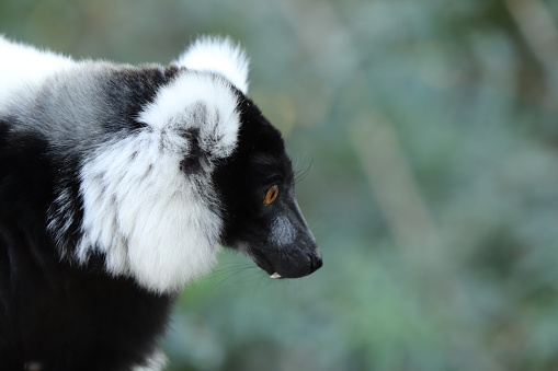 A close up shot of black and white ruffed lemur in a forest. This is an endangered animal.
