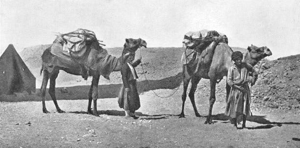Part of a Camel Train in Egypt - Ottoman Empire