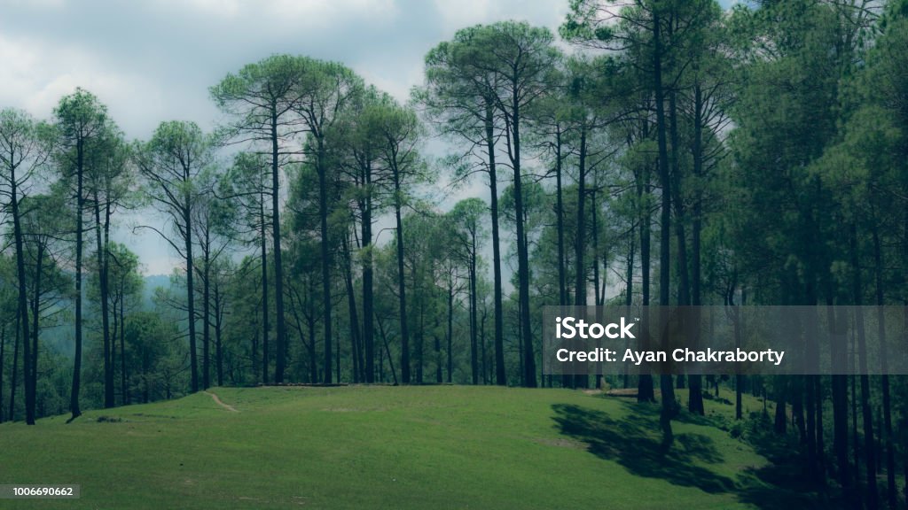 Cinematic look landscape of Ranikhet, Uttarakhan Backgrounds Stock Photo