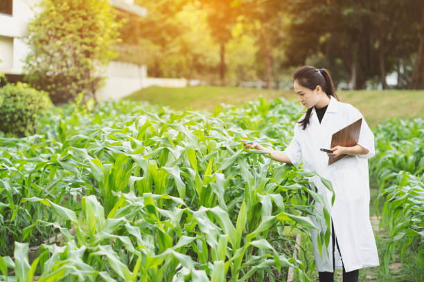 istock Biotechnology woman engineer examining plant leaf for disease, science and research concept 1006690710