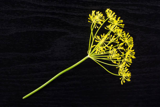 istock Fresh yellow dill flowers on black wood 1006691194