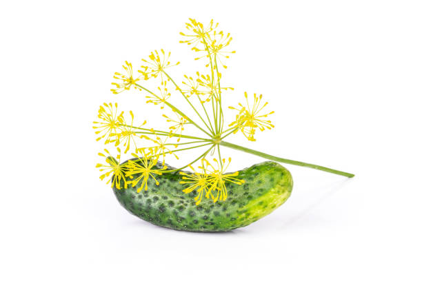 新鮮な黄色ディルの花が白で隔離 - fennel dill flower isolated ストックフォトと画像