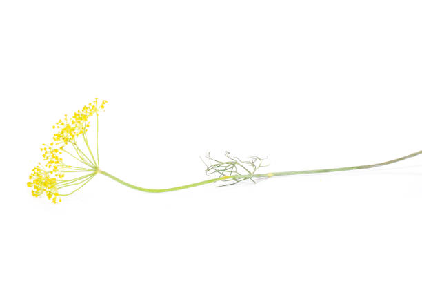 Fresh dill sprigs meticulously arranged on a rustic wooden surface, creating a visually appealing contrast suitable for culinary presentations, kitchen decor