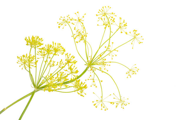 istock Fresh yellow dill flowers isolated on white 1006691516