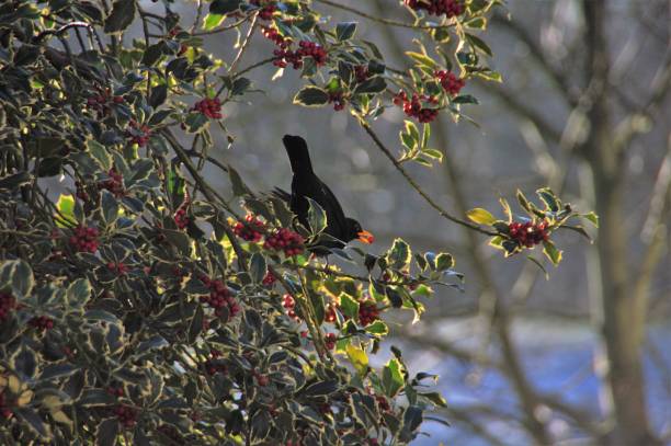 istock Blackbird searching food 1006695290