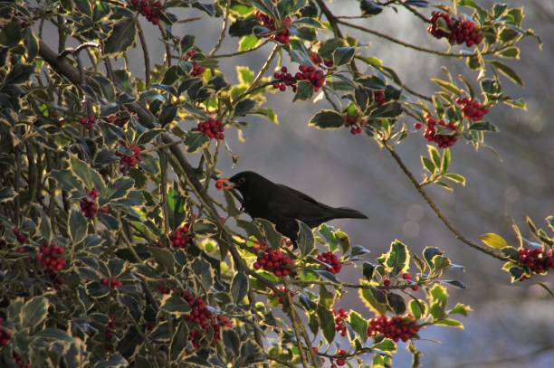 istock Blackbird searching food 1006695292