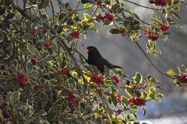 istock Blackbird searching food 1006695368