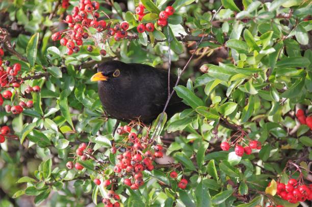 istock Blackbird searching food 1006695442